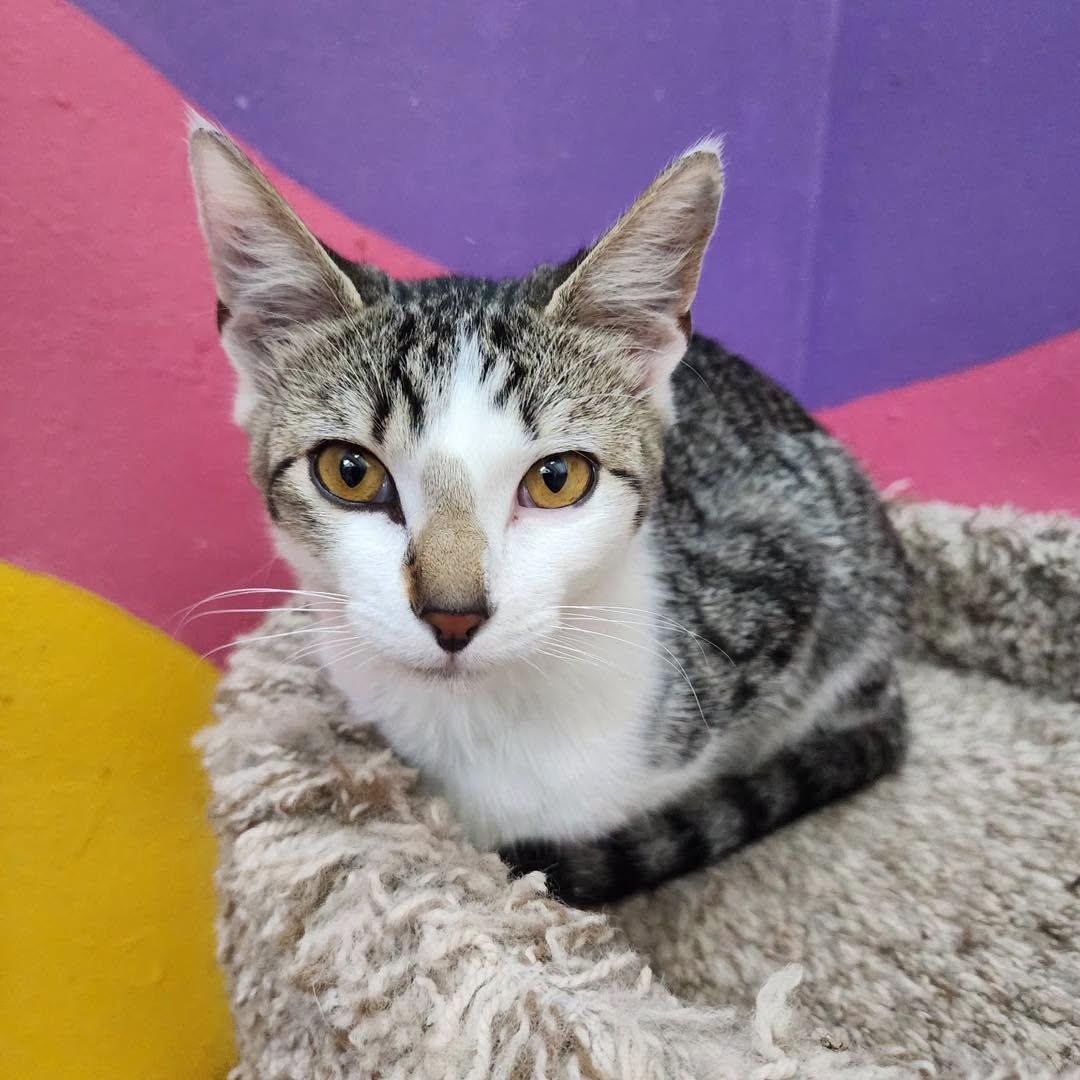Enlarge Mojita, an adopted American Shorthair in Springdale, AR image 4/4