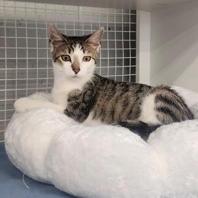 Enlarge Mojita, an adopted American Shorthair in Springdale, AR image 3/4