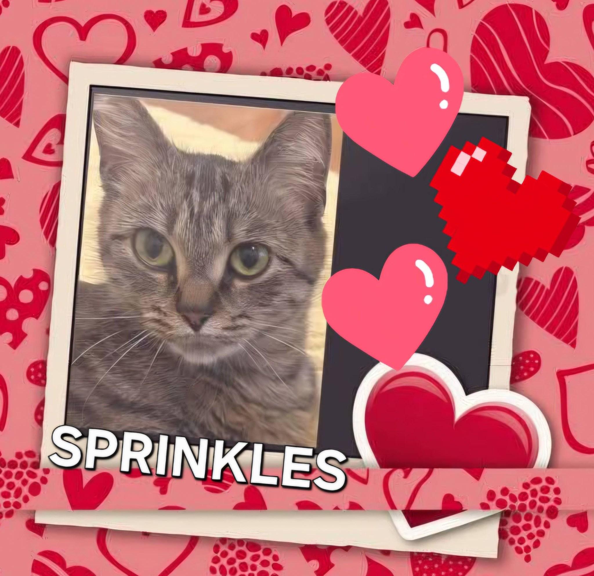 SPRINKLES- BEAUTIFUL TABBY, adopted, Adult Female Domestic Short Hair.