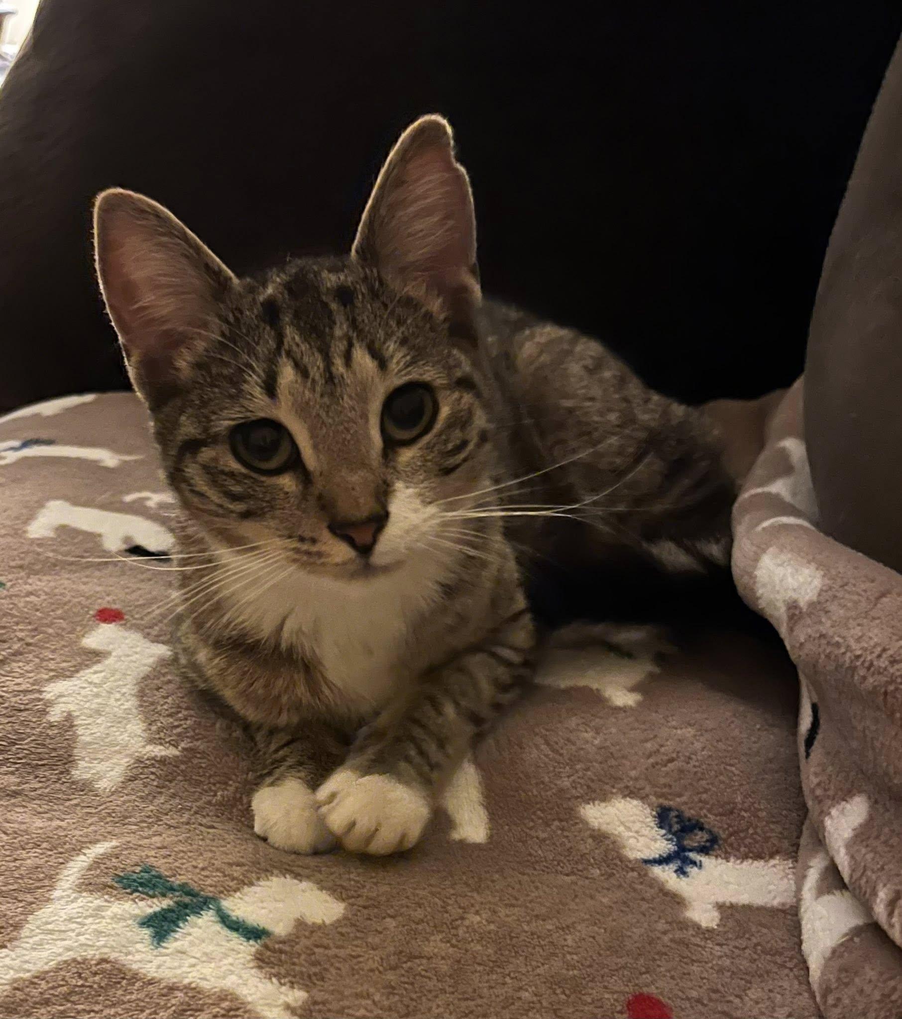 Enlarge MOLLY , a ADOPTABLE Tabby in Independence, OH image 2/3