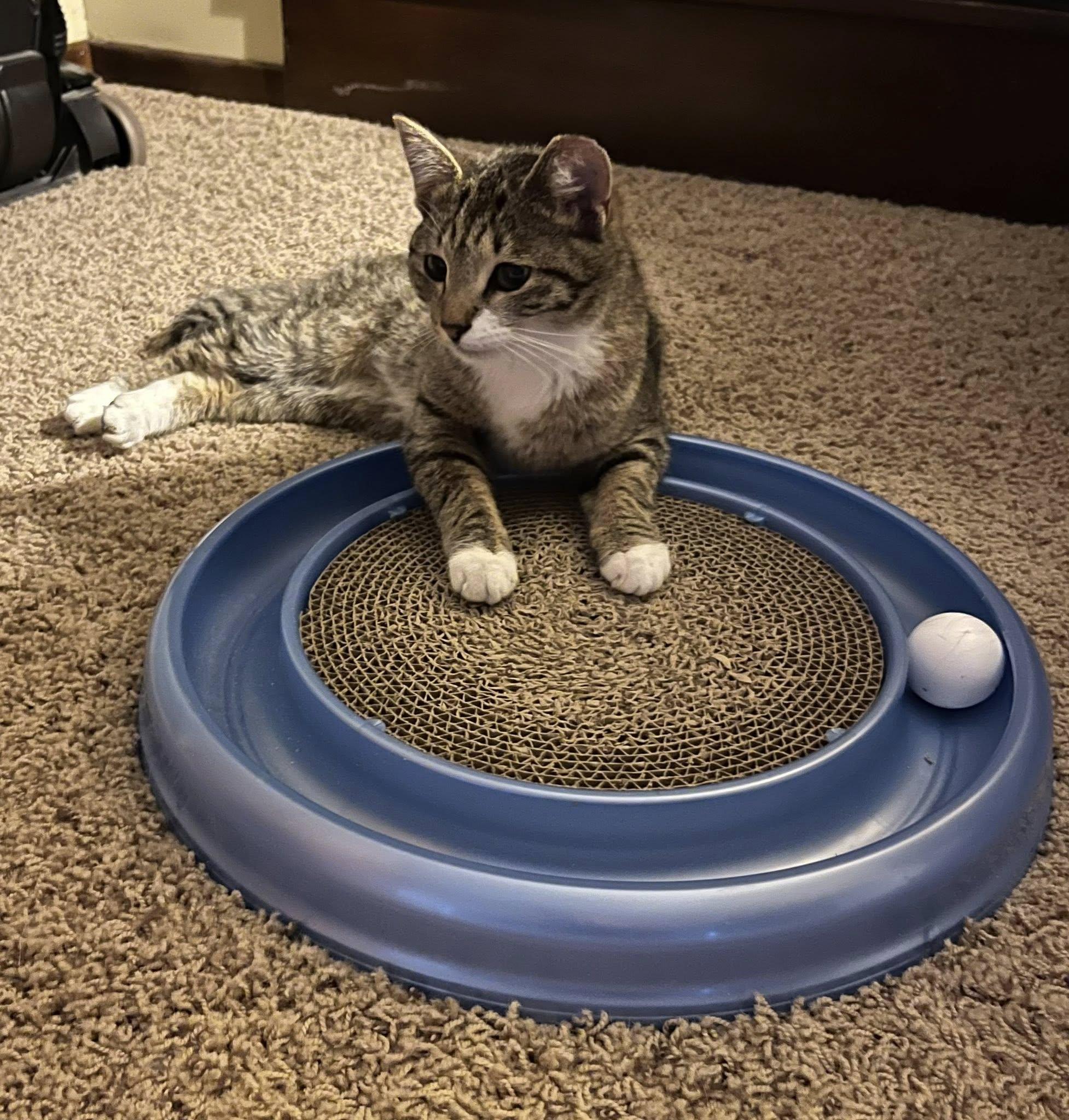 Enlarge MOLLY , a ADOPTABLE Tabby in Independence, OH image 3/3