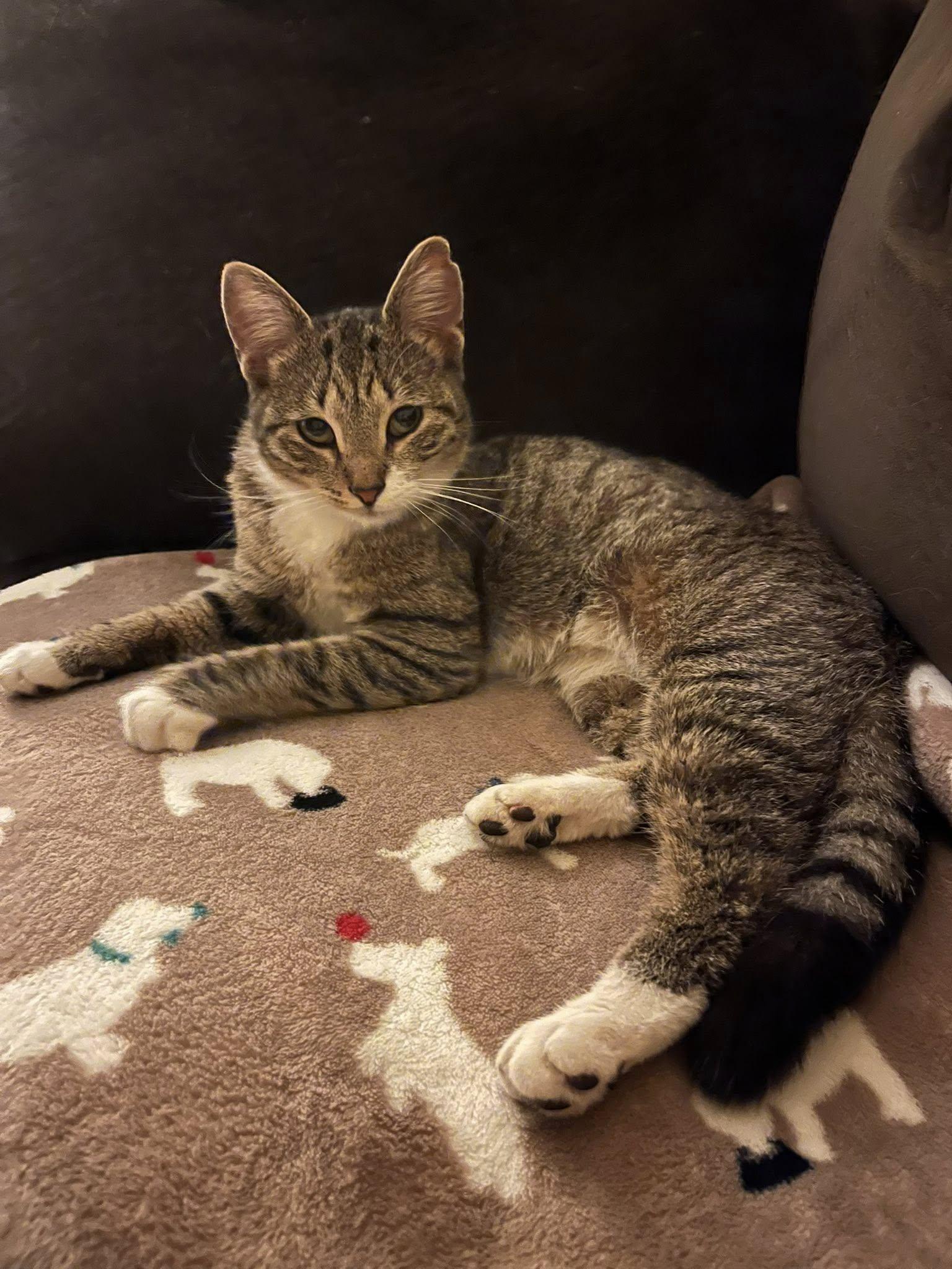 Enlarge MOLLY , a ADOPTABLE Tabby in Independence, OH image 1/3