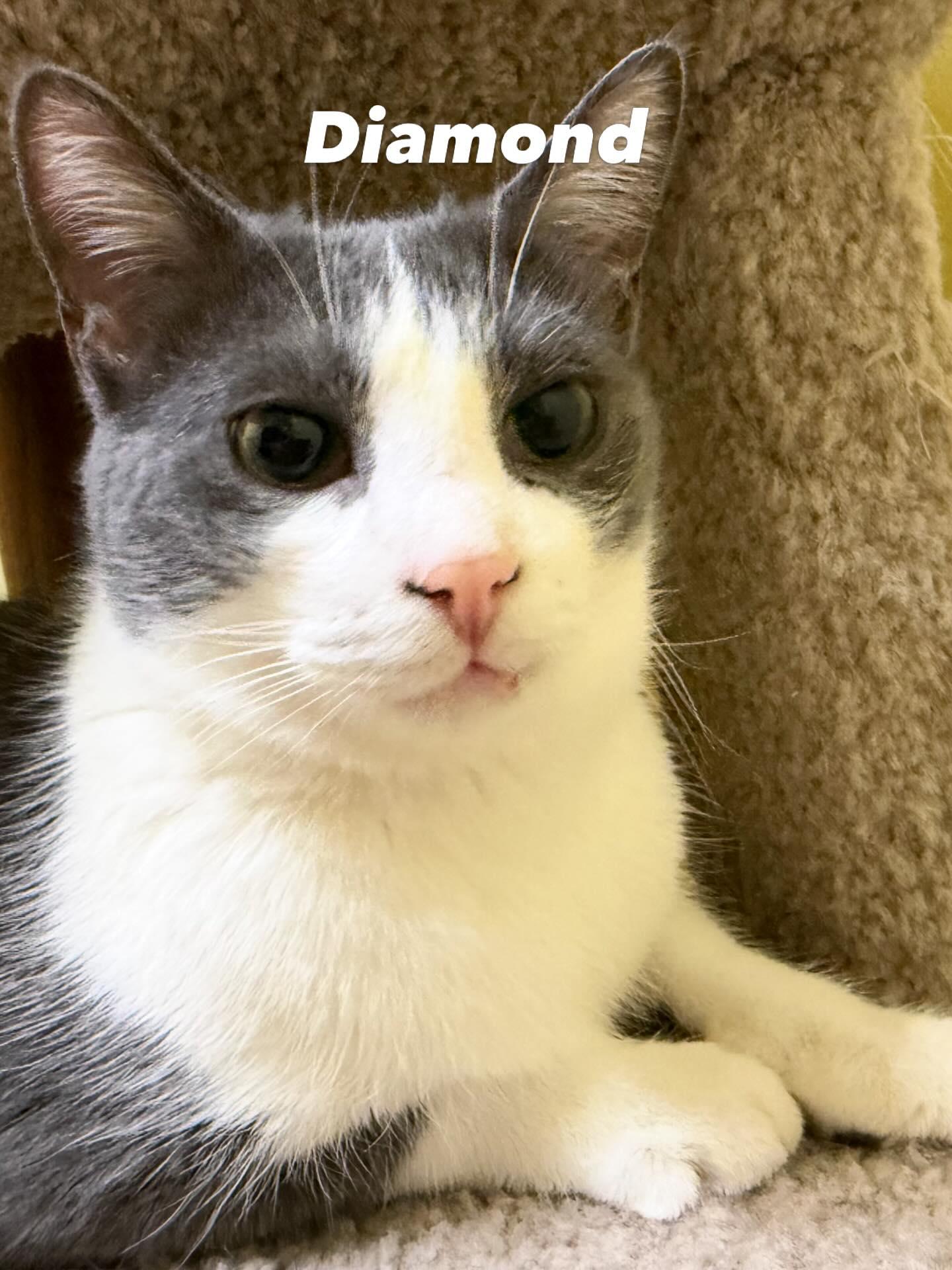 Enlarge DIAMOND, a Adoptable Domestic Short Hair in Tillsonburg, ON image 2/6