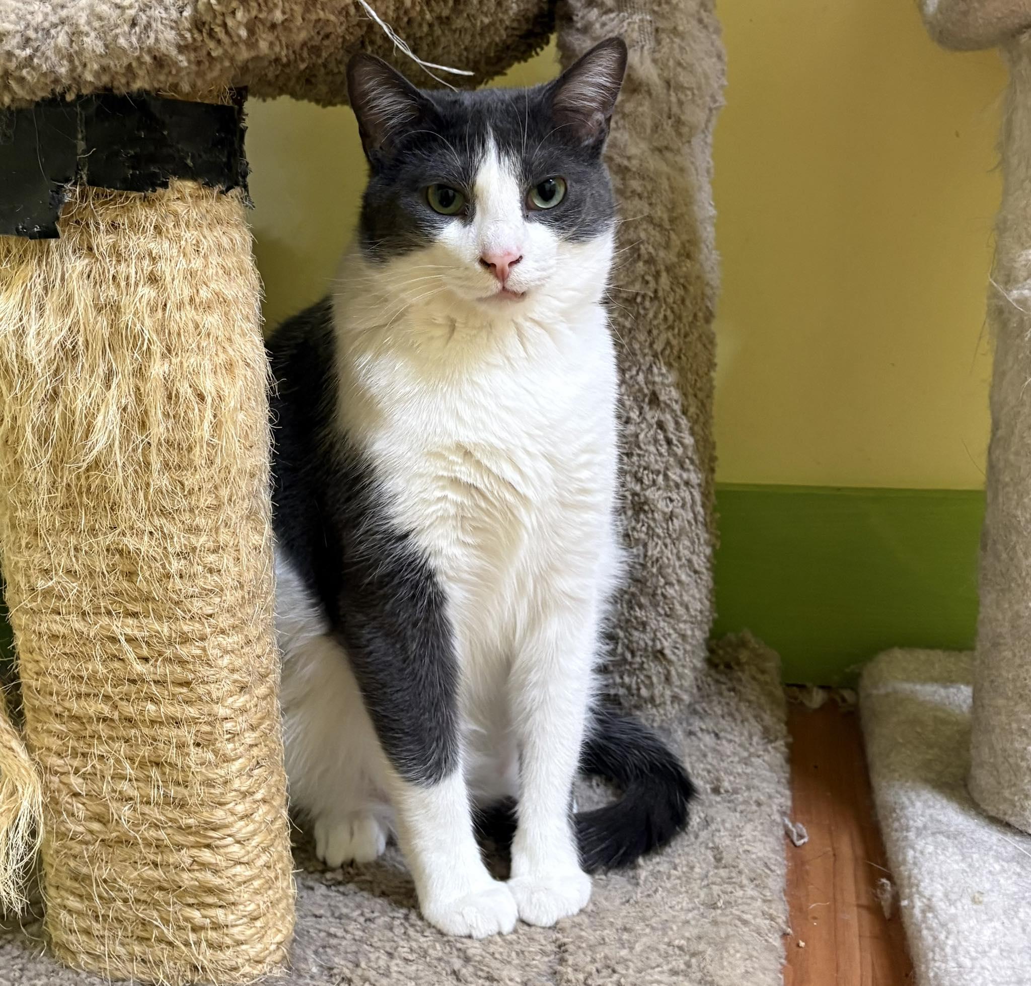DIAMOND, Adoptable, Adult Male Domestic Short Hair.