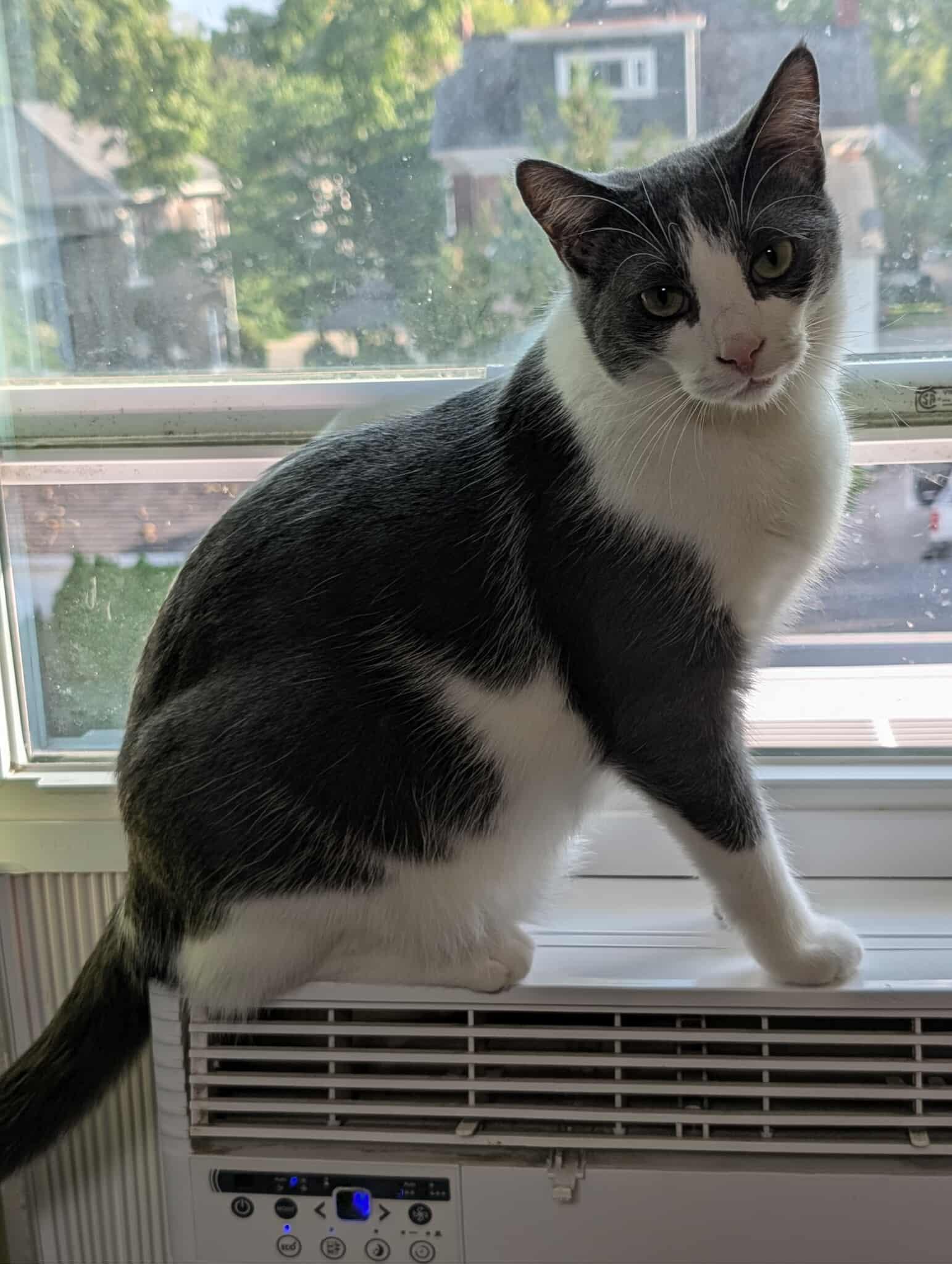 DIAMOND, a Adoptable Domestic Short Hair in Tillsonburg, ON image 4/6