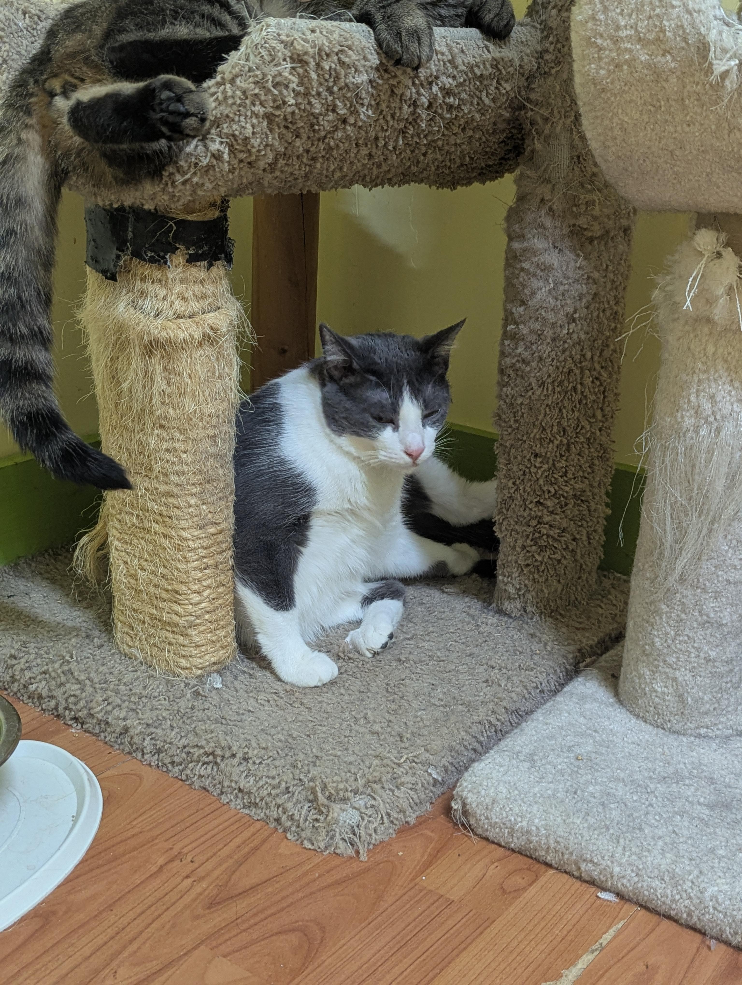 DIAMOND, a Adoptable Domestic Short Hair in Tillsonburg, ON image 6/6