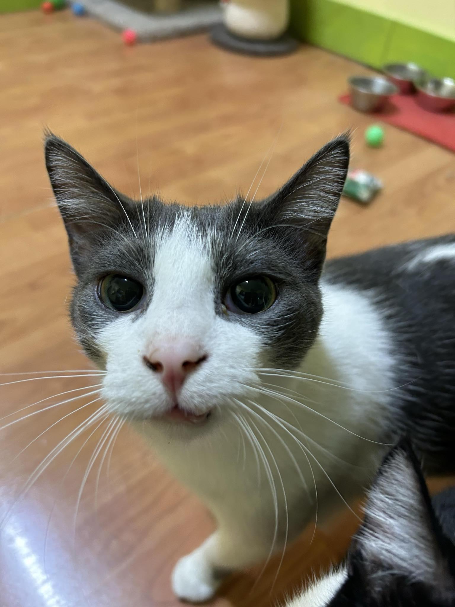 DIAMOND, a Adoptable Domestic Short Hair in Tillsonburg, ON image 2/6