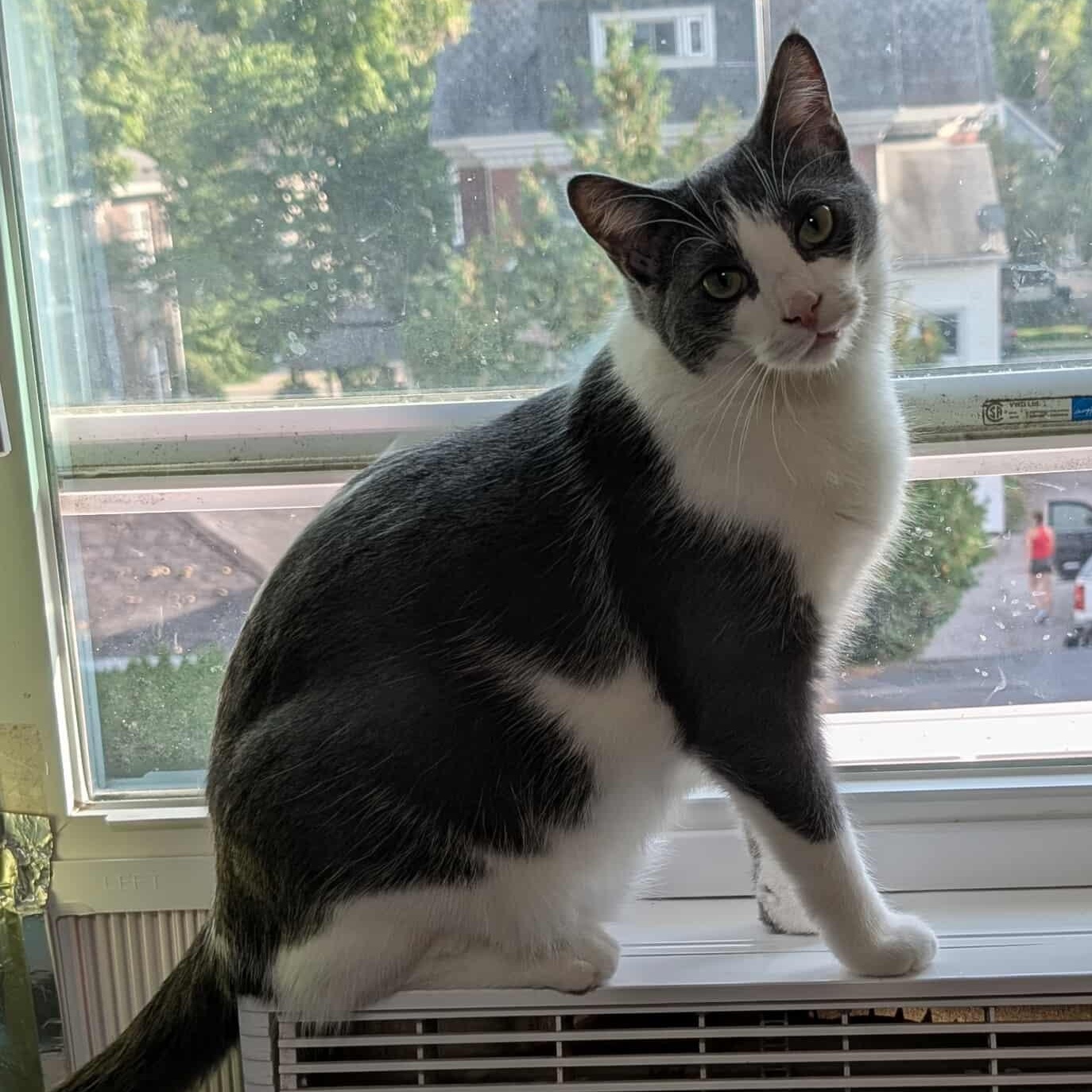 DIAMOND, a Adoptable Domestic Short Hair in Tillsonburg, ON image 3/6