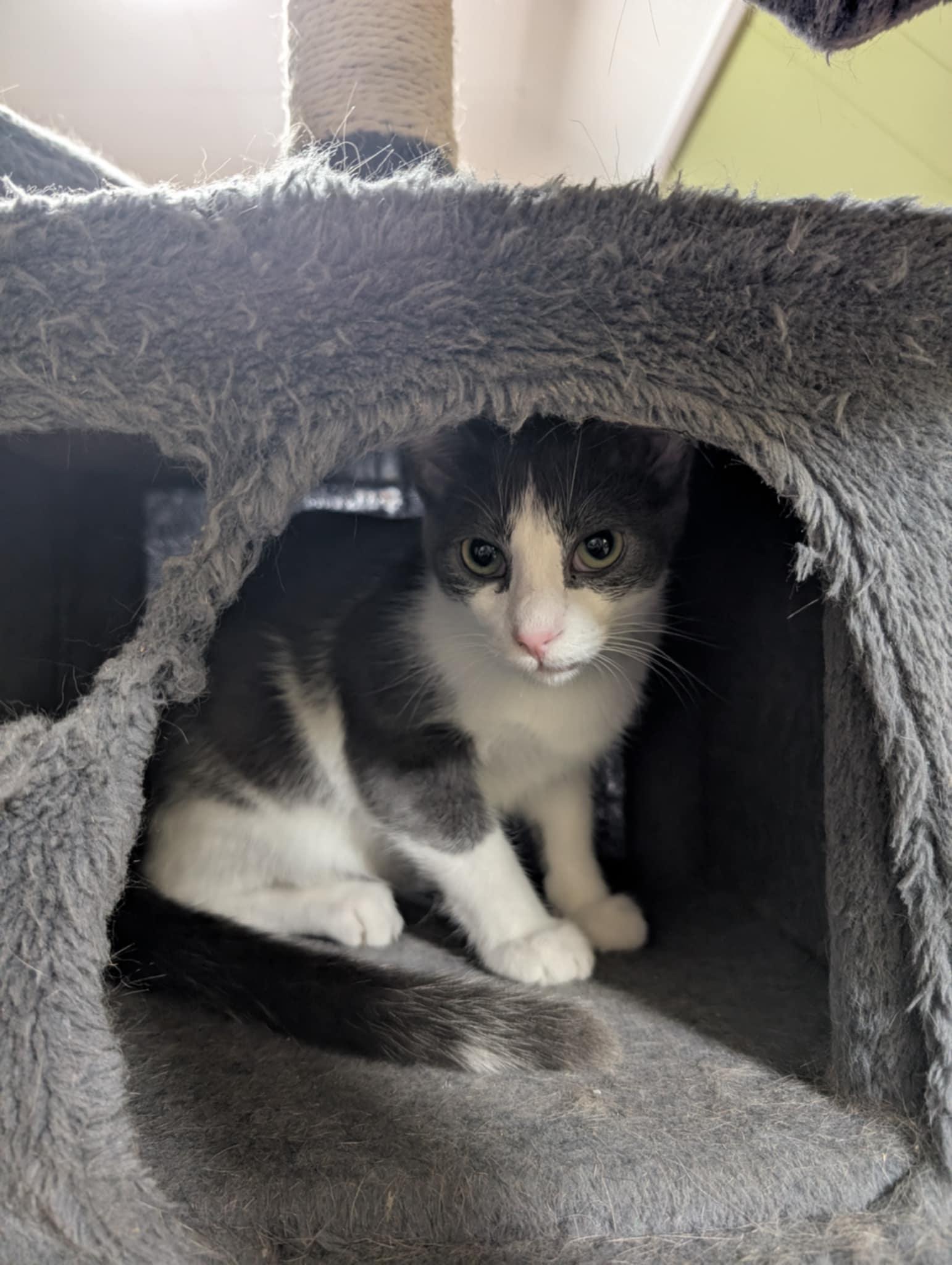 DIAMOND, a Adoptable Domestic Short Hair in Tillsonburg, ON image 6/6