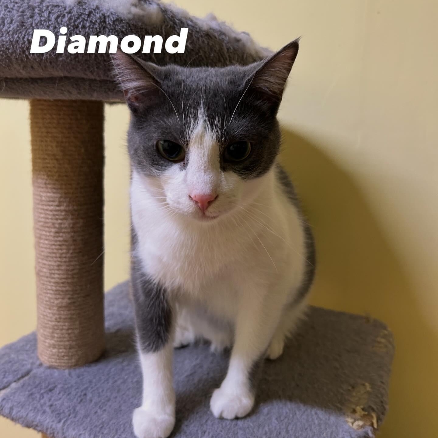 DIAMOND, Adoptable, Adult Male Domestic Short Hair.