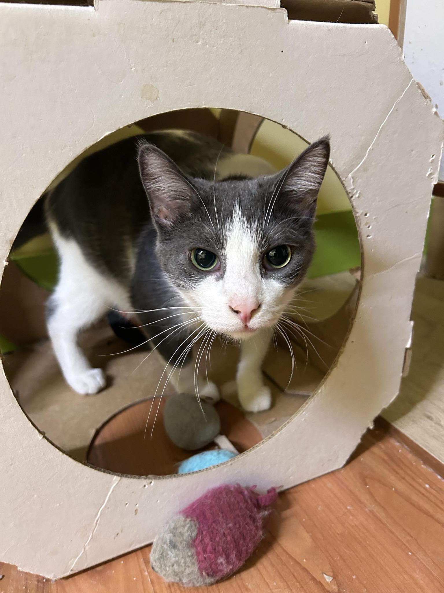 DIAMOND, Adoptable, Adult Male Domestic Short Hair.