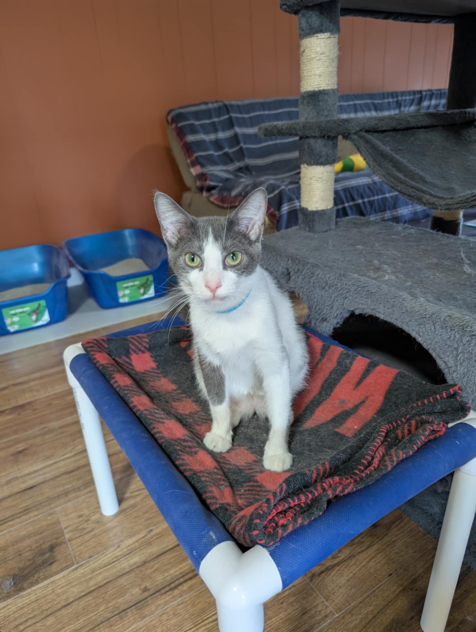 DIAMOND, a Adoptable Domestic Short Hair in Tillsonburg, ON image 5/6