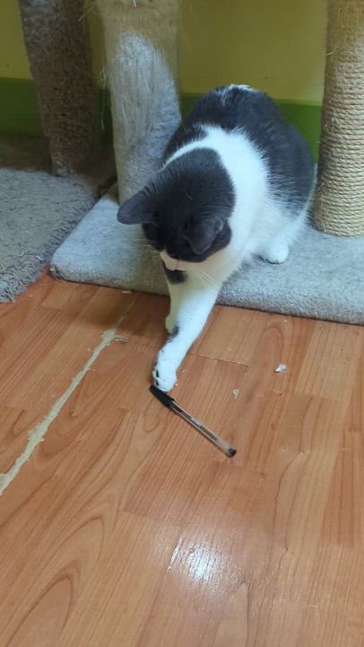 Enlarge DIAMOND, a Adoptable Domestic Short Hair in Tillsonburg, ON video 5/6