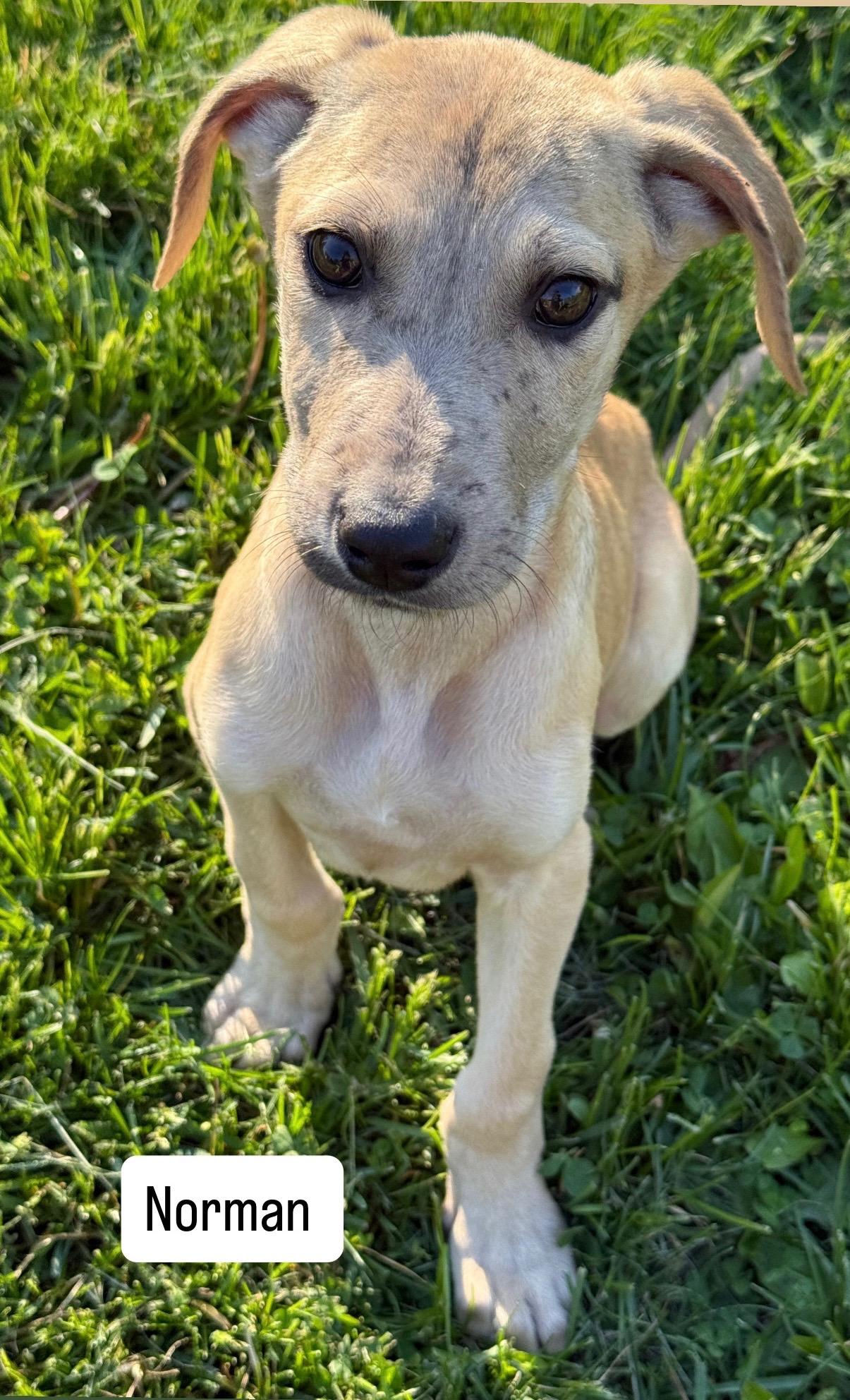 Norman , a ADOPTABLE mixed breed in Succasunna, NJ image 6/6