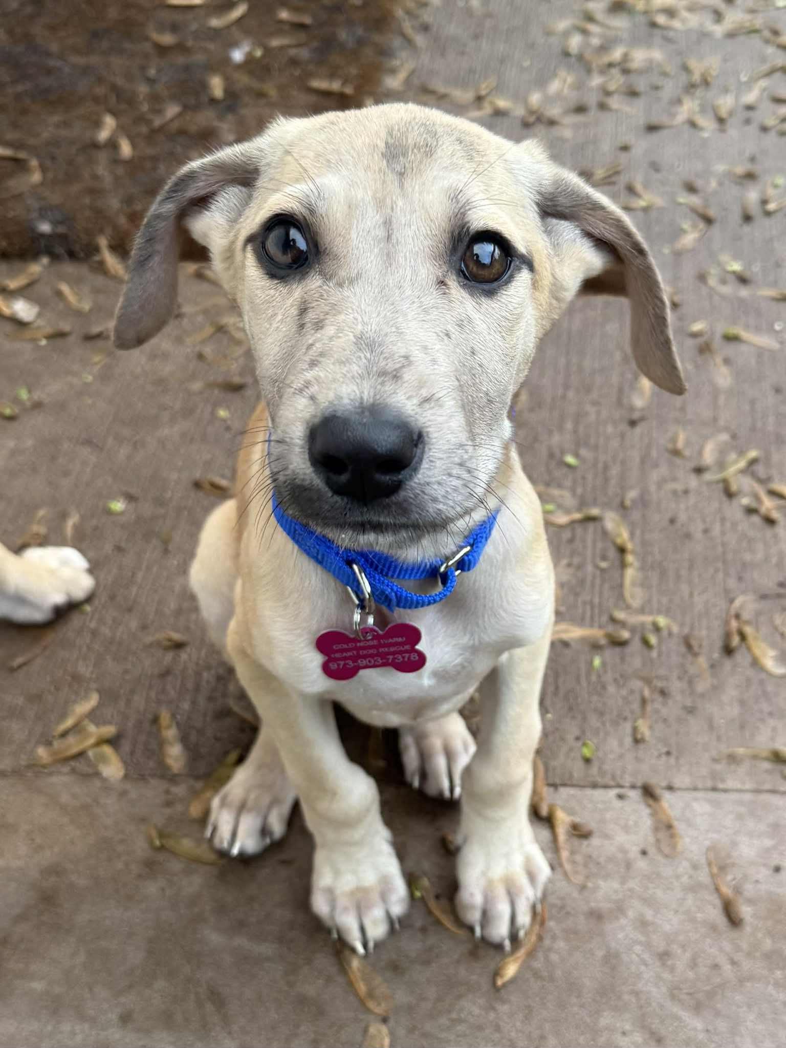 Norman , a ADOPTABLE mixed breed in Succasunna, NJ image 5/6