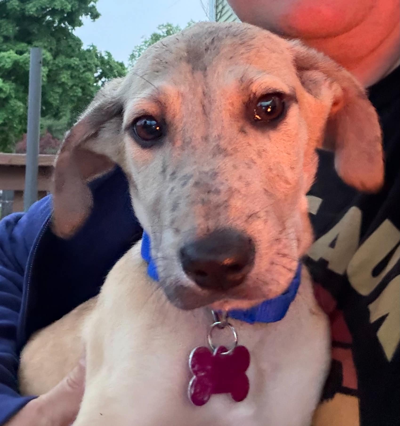 Norman , a ADOPTABLE mixed breed in Succasunna, NJ image 3/6