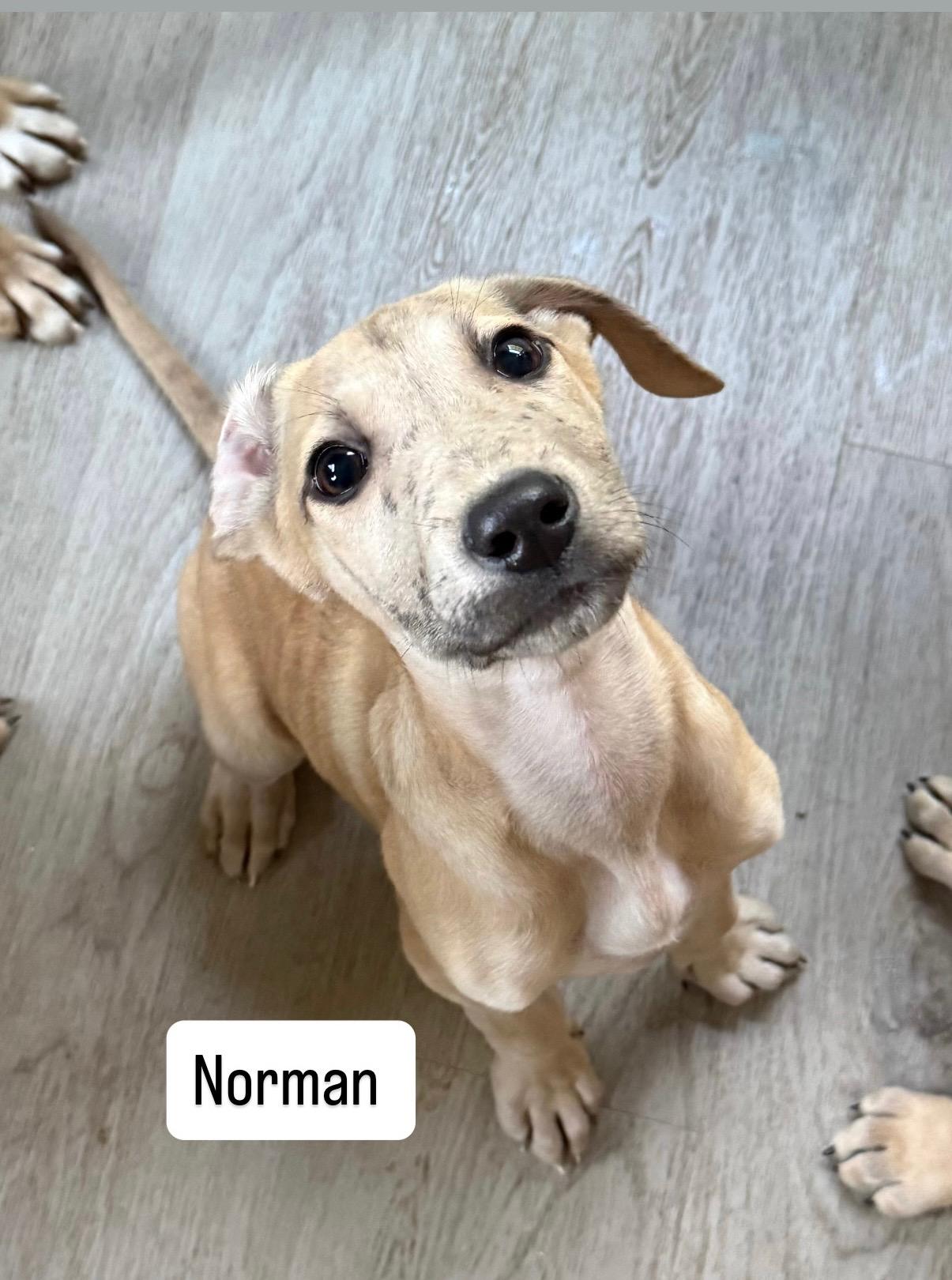 Norman , a ADOPTABLE mixed breed in Succasunna, NJ image 1/6