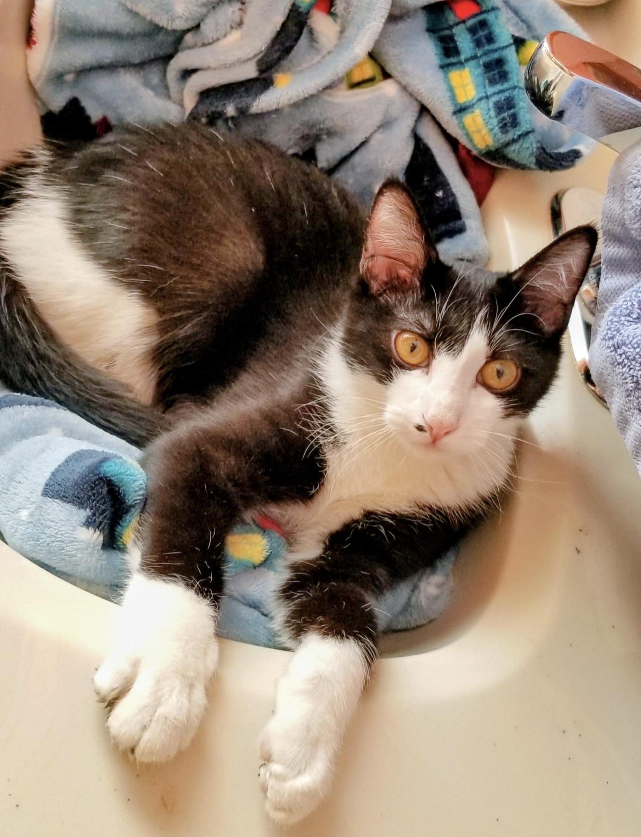 Darry, adopted, Young Male Domestic Short Hair.