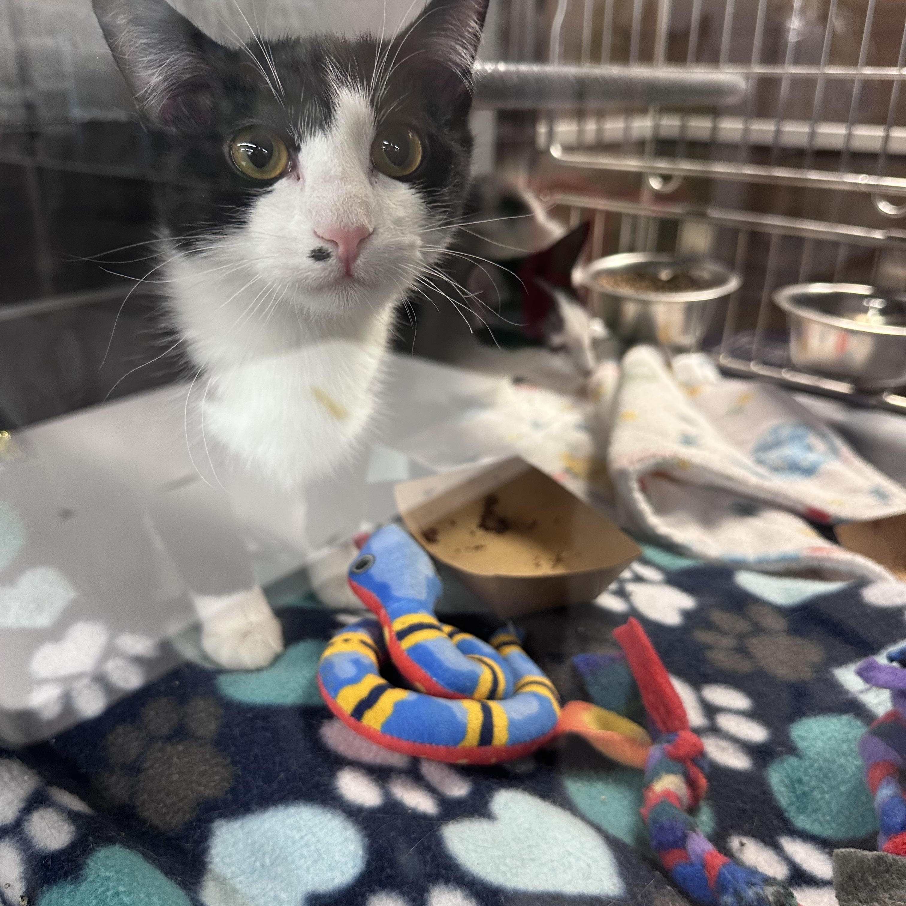 Enlarge Darry, an adopted Domestic Short Hair in Richfield , MN image 2/2