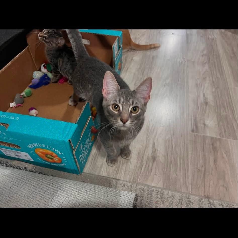 Blaze, an adopted Domestic Short Hair in Cleveland, OH image 3/4