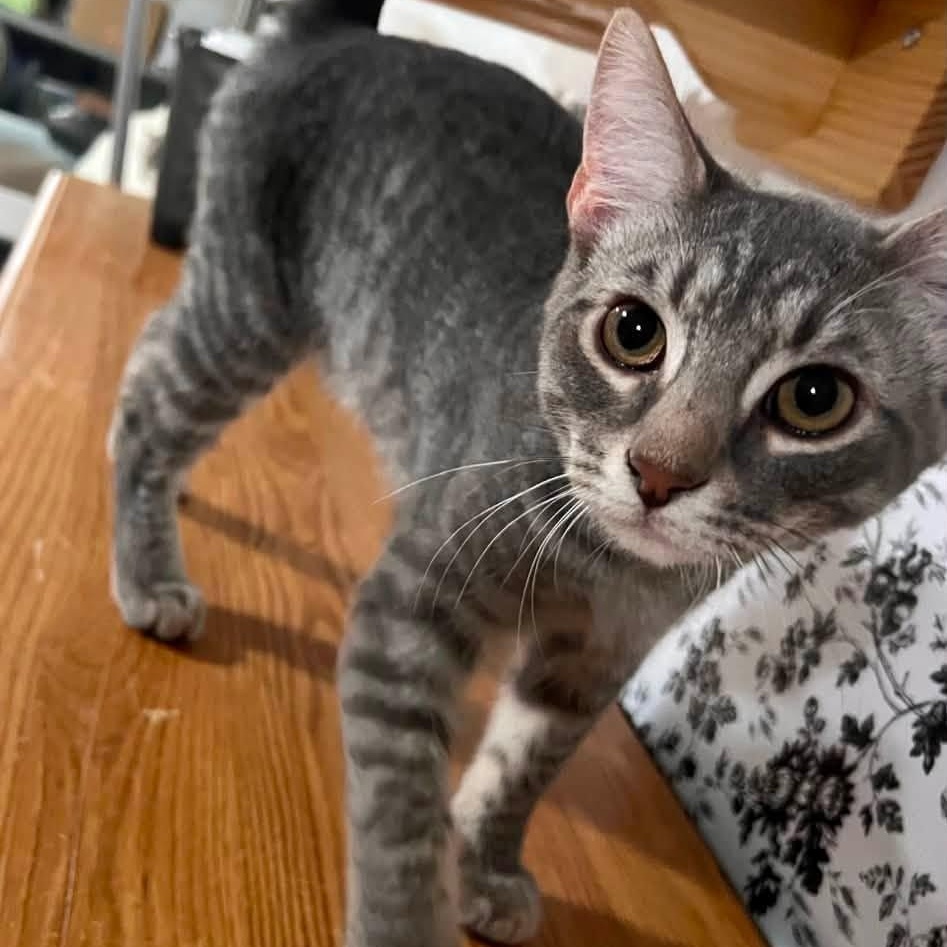 Blaze, adopted, Kitten Male Domestic Short Hair.