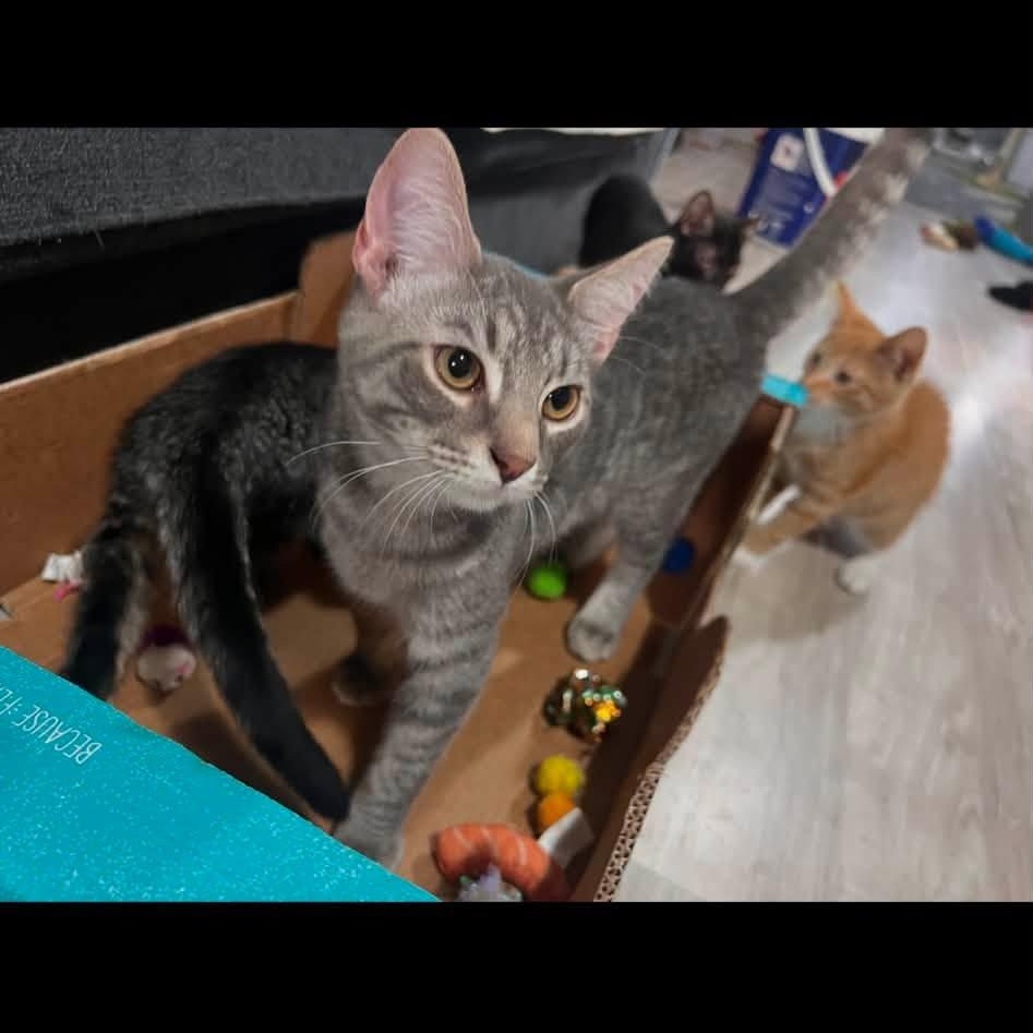 Blaze, an adopted Domestic Short Hair in Cleveland, OH image 4/4