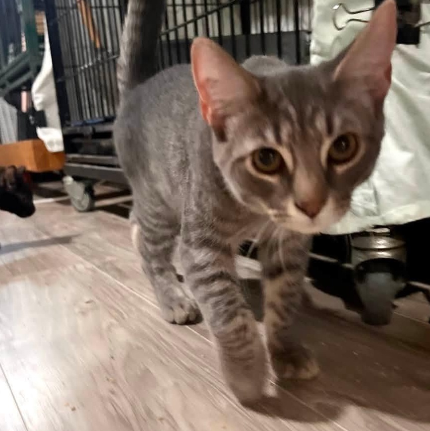 Blaze, an adopted Domestic Short Hair in Cleveland, OH image 2/4