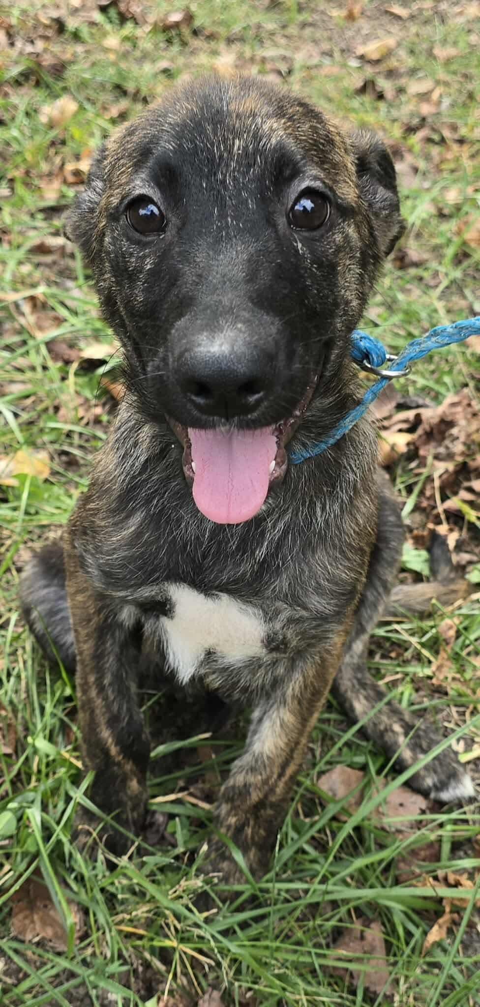 Ares