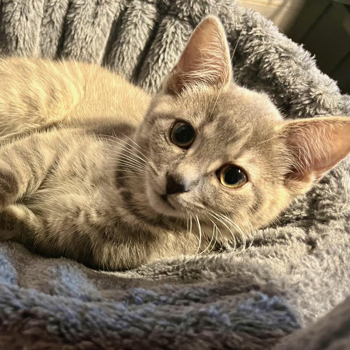 Enlarge Jill, a Adopted Domestic Short Hair in Cleveland, OH image 2/4