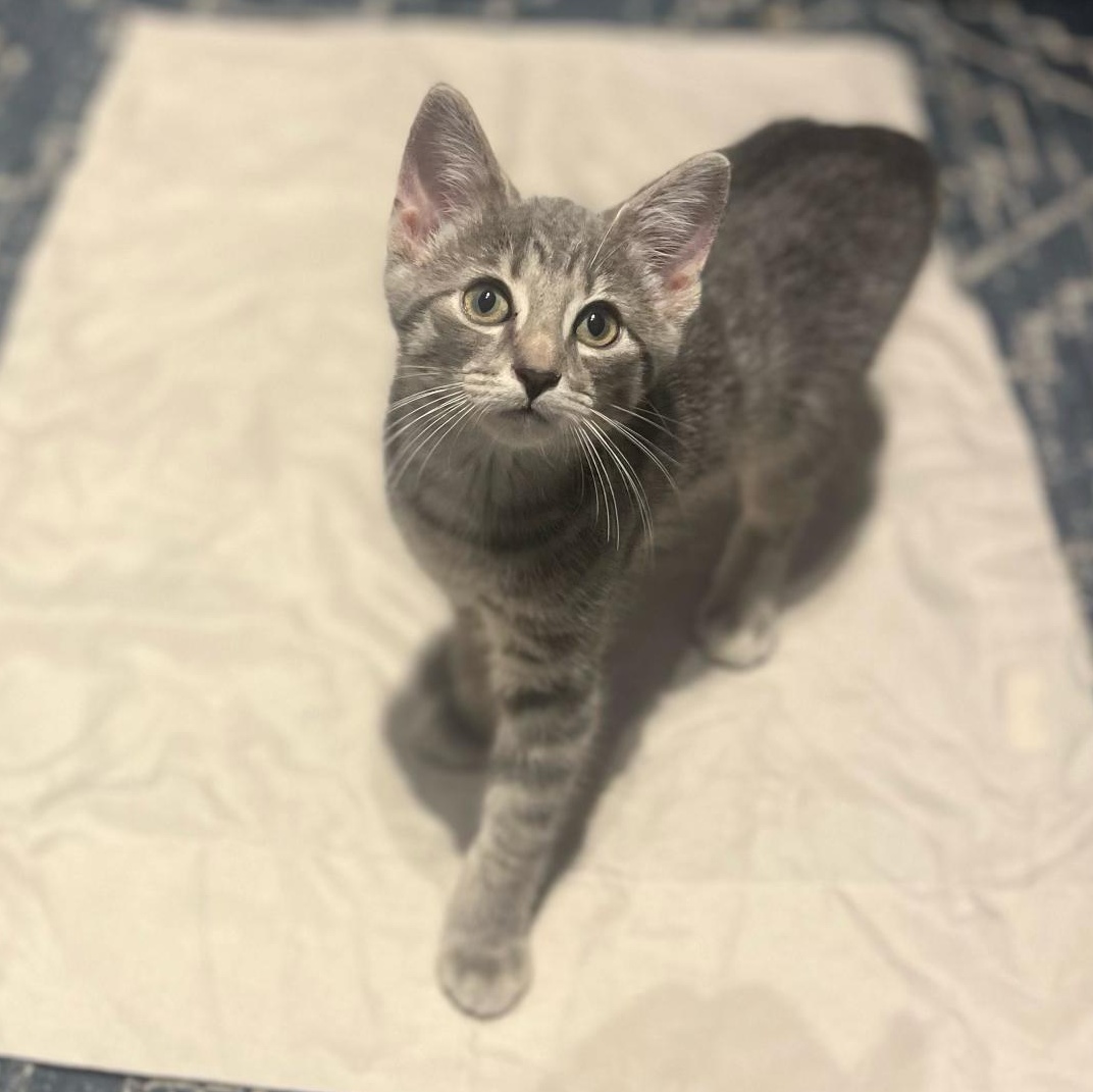 Enlarge Jill, a Adopted Domestic Short Hair in Cleveland, OH image 4/4