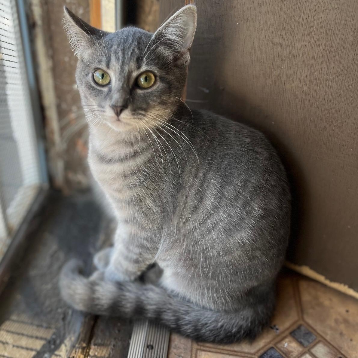 Jill, Adopted, Young Female Domestic Short Hair.