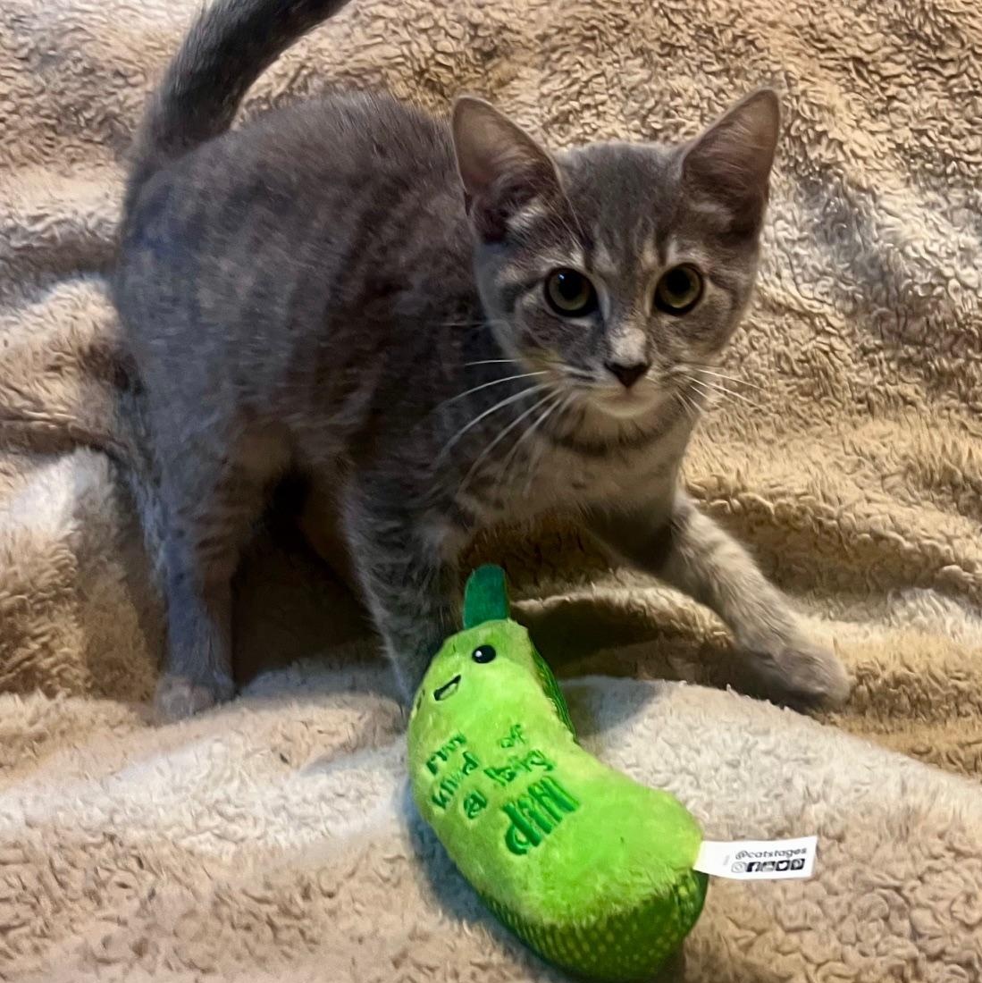 Enlarge Jill, a Adopted Domestic Short Hair in Cleveland, OH image 3/4