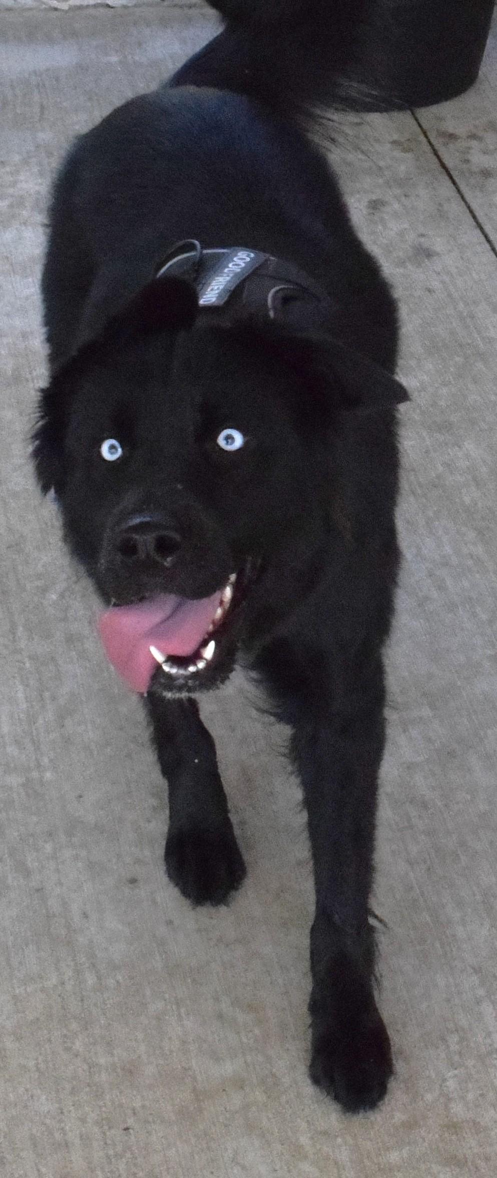 22453, adopted, Adult Male Husky.