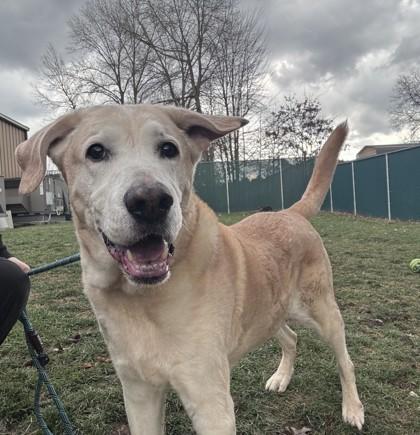 Enlarge Zeus, a ADOPTABLE mixed breed in Vienna, OH image 1/1