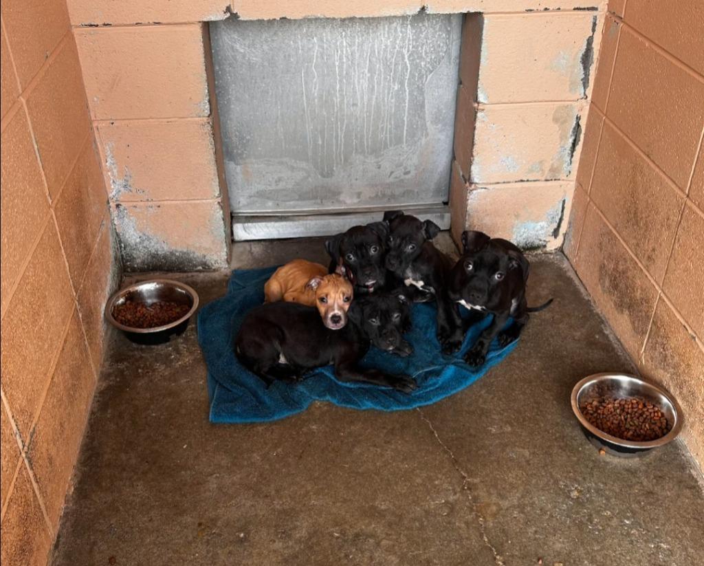 Enlarge Wonder Woman, a Adoptable Pit Bull Terrier in Gautier, MS image 1/2