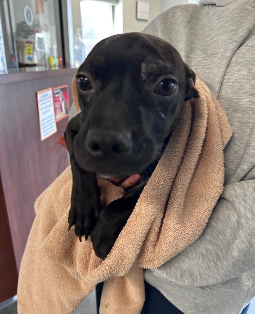 Enlarge Wonder Woman, a Adoptable Pit Bull Terrier in Gautier, MS image 2/2