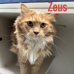 Enlarge Zeus, an adopted Domestic Medium Hair in Pleasantville, NJ image 1/1