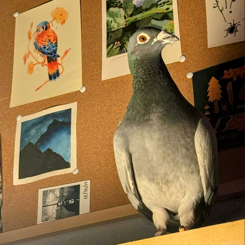 Geranium, a Adoptable Pigeon in Chicago, IL image 1/5