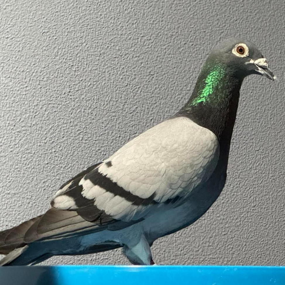 Geranium, a Adoptable Pigeon in Chicago, IL image 5/5