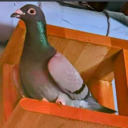 Geranium, a Adoptable Pigeon in Chicago, IL image 4/5