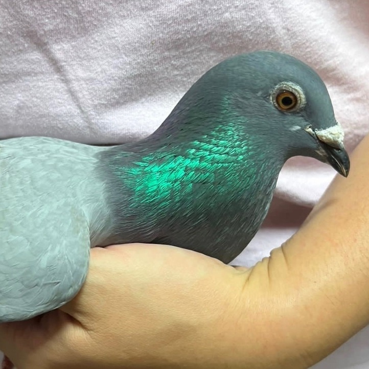 Geranium, a Adoptable Pigeon in Chicago, IL image 2/5
