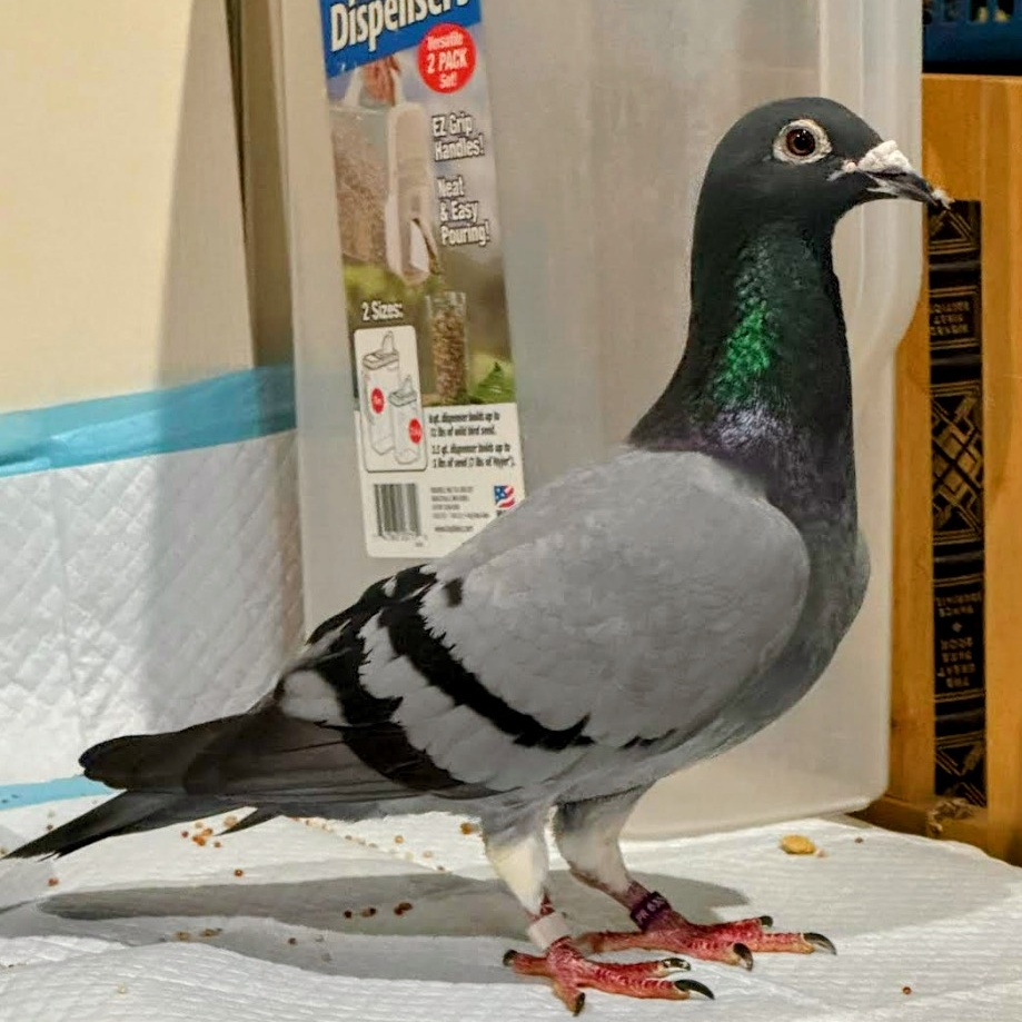 Geranium, a Adoptable Pigeon in Chicago, IL image 3/5