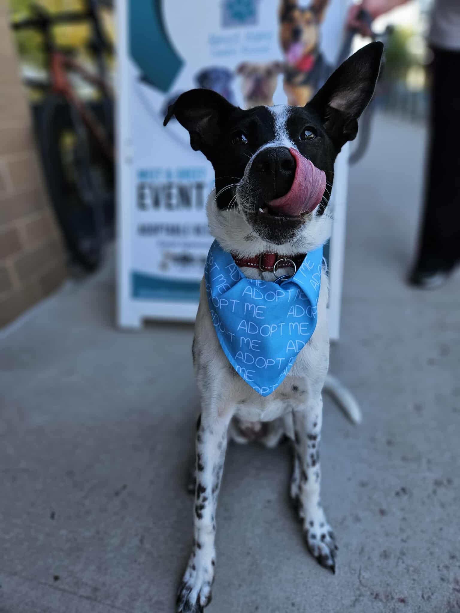 Sadie