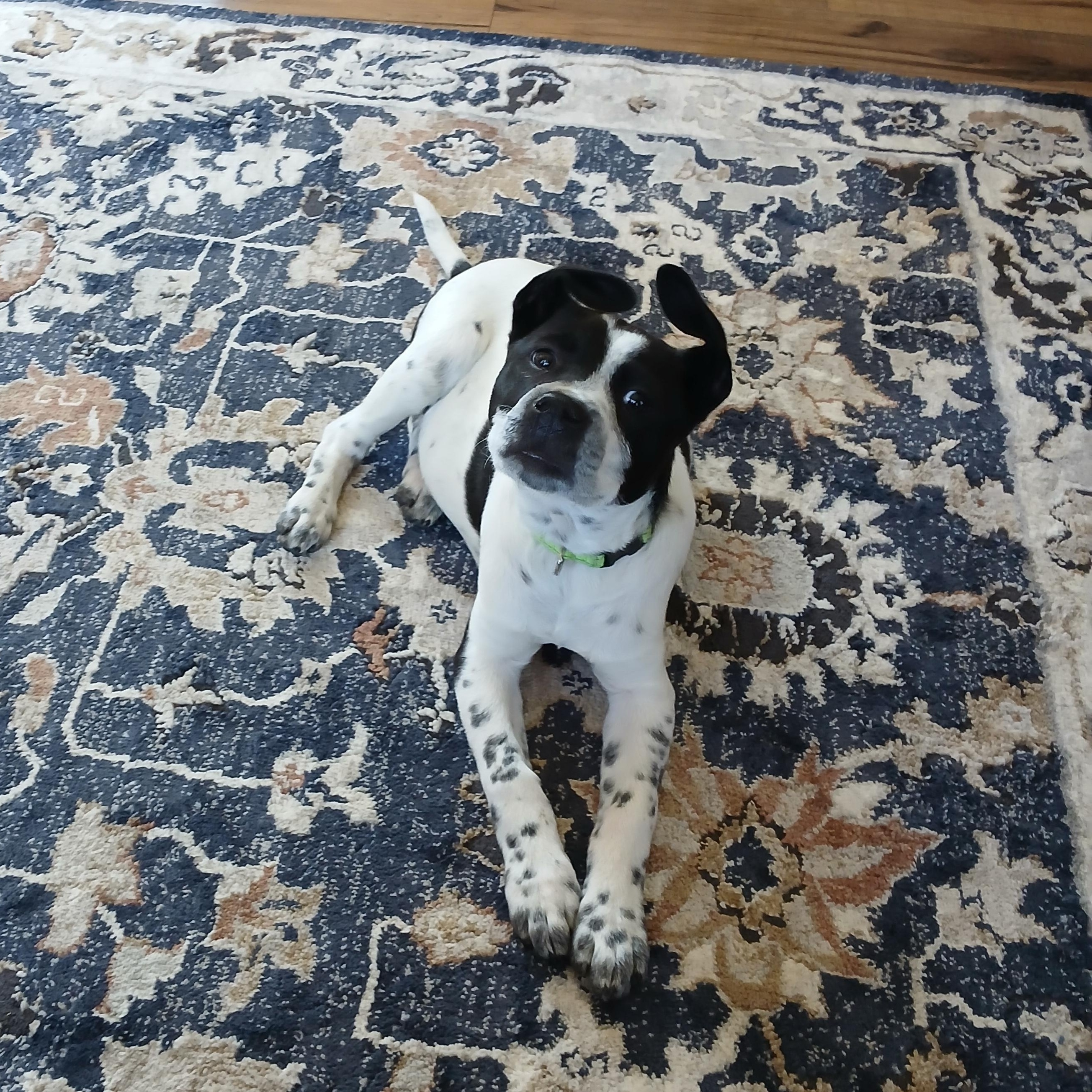 Sadie photo 3