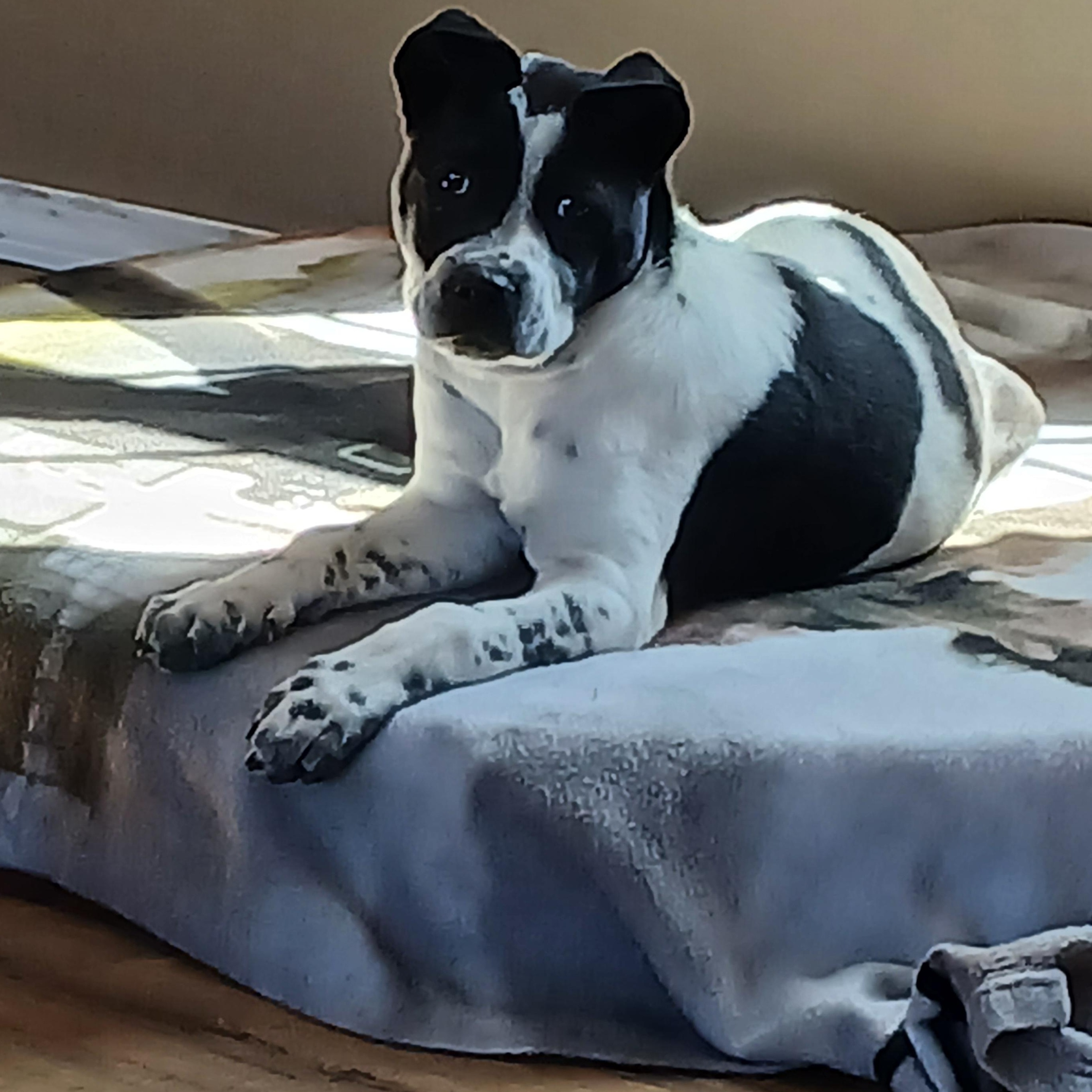 Sadie photo 4