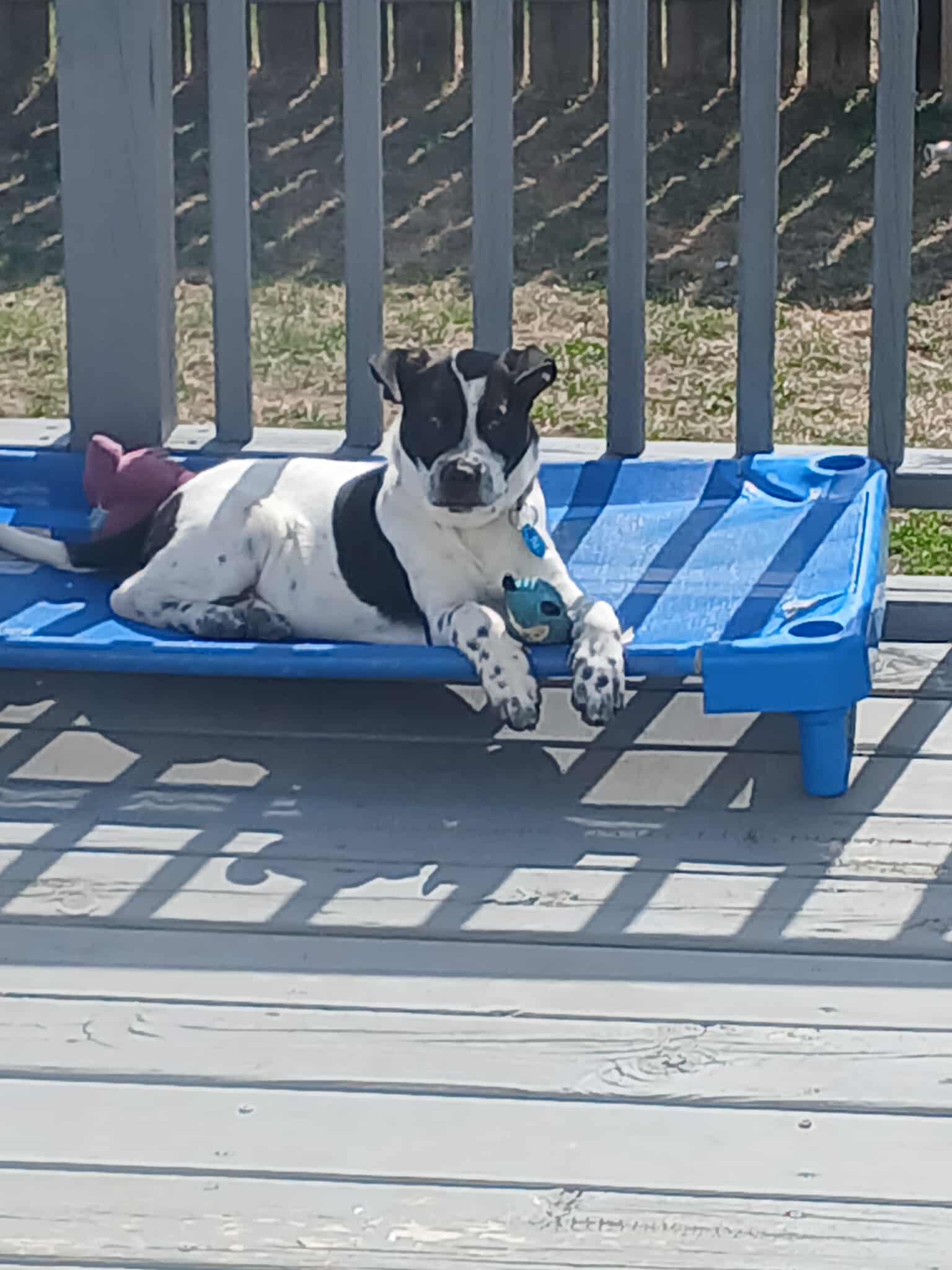Sadie photo 5