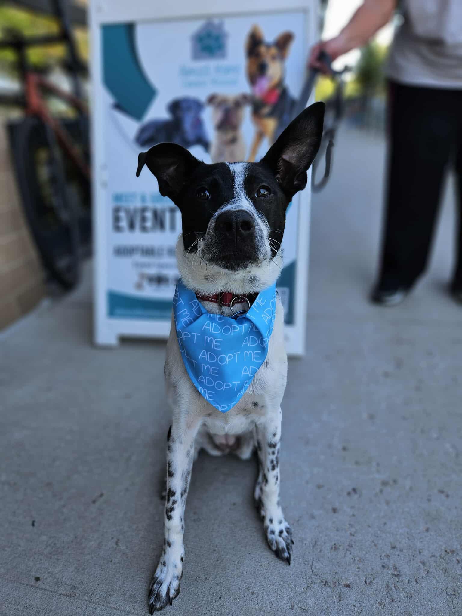 Sadie, an adoptable Mixed Breed in Sioux Falls, SD, 57109 | Photo Image 6