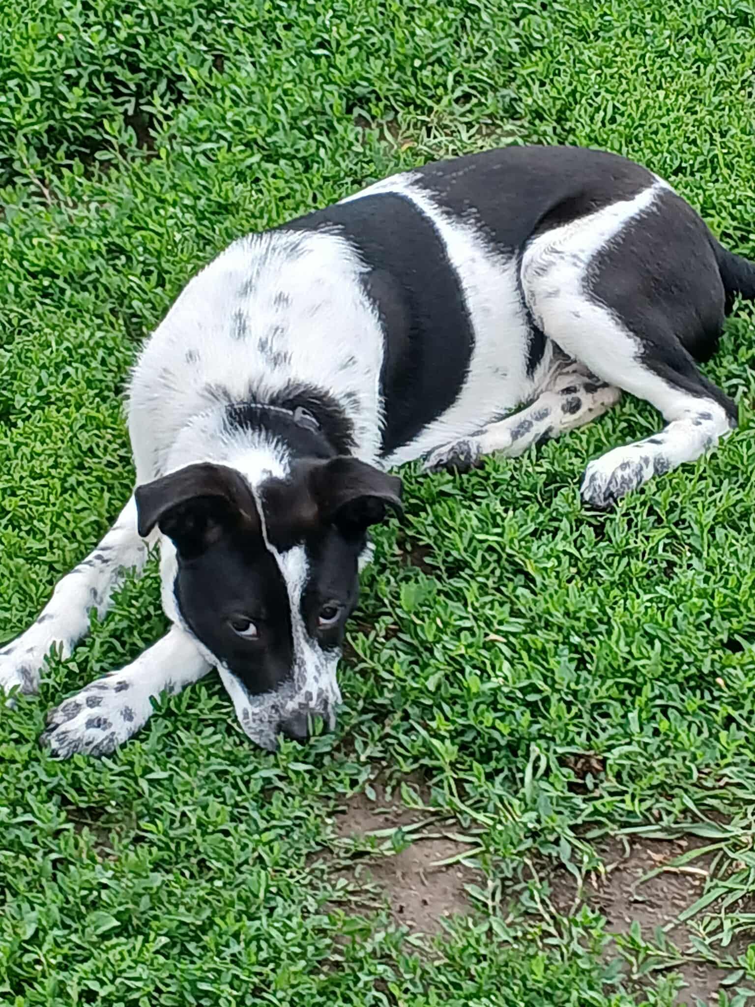 Sadie, Baby Female unknown