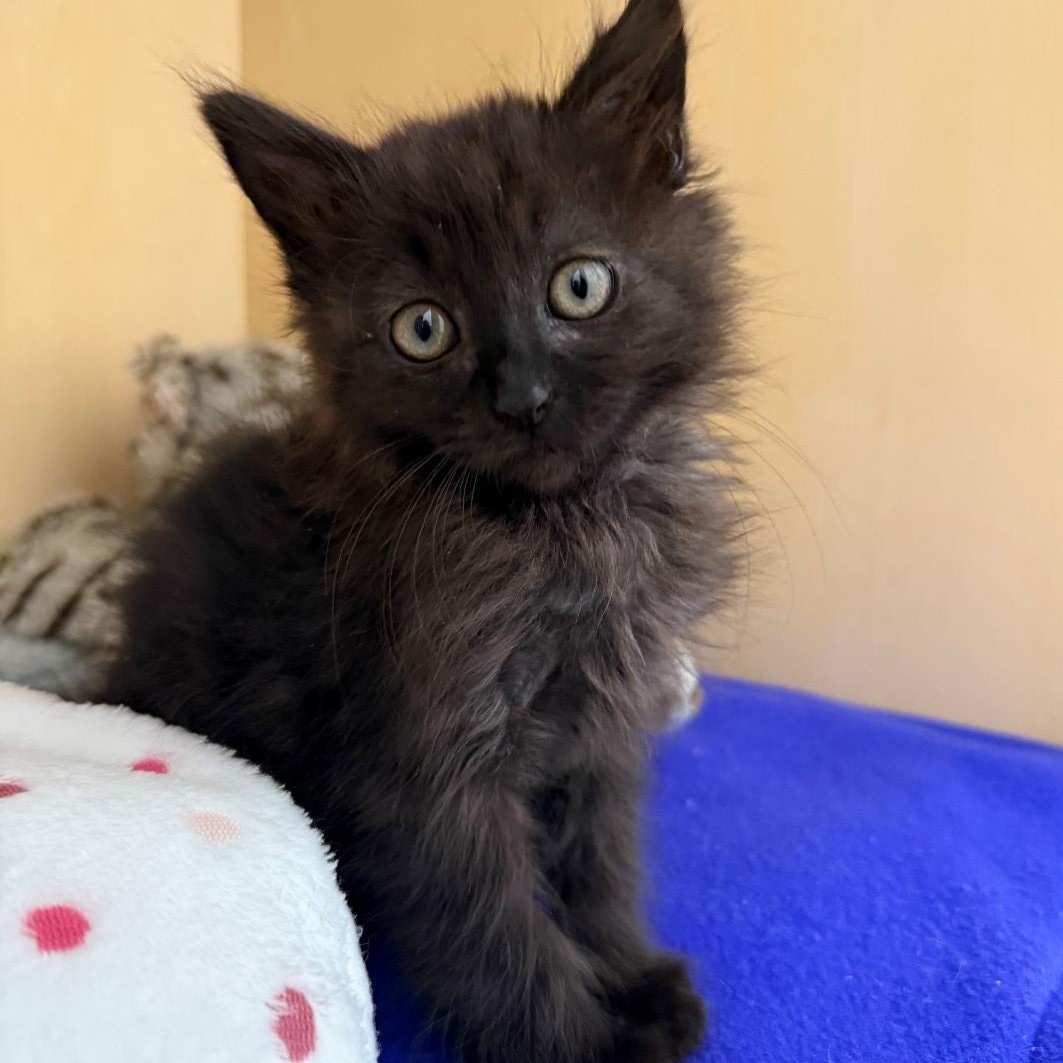 Sam Carrillo, adopted, Kitten Male Domestic Long Hair.