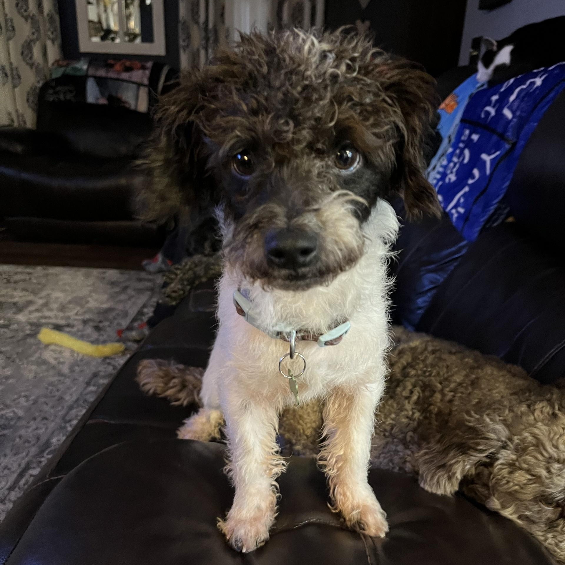 Leo, adopted, Young Male Schnoodle & Poodle (Toy).